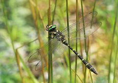 Gestreifte Quelljungfer