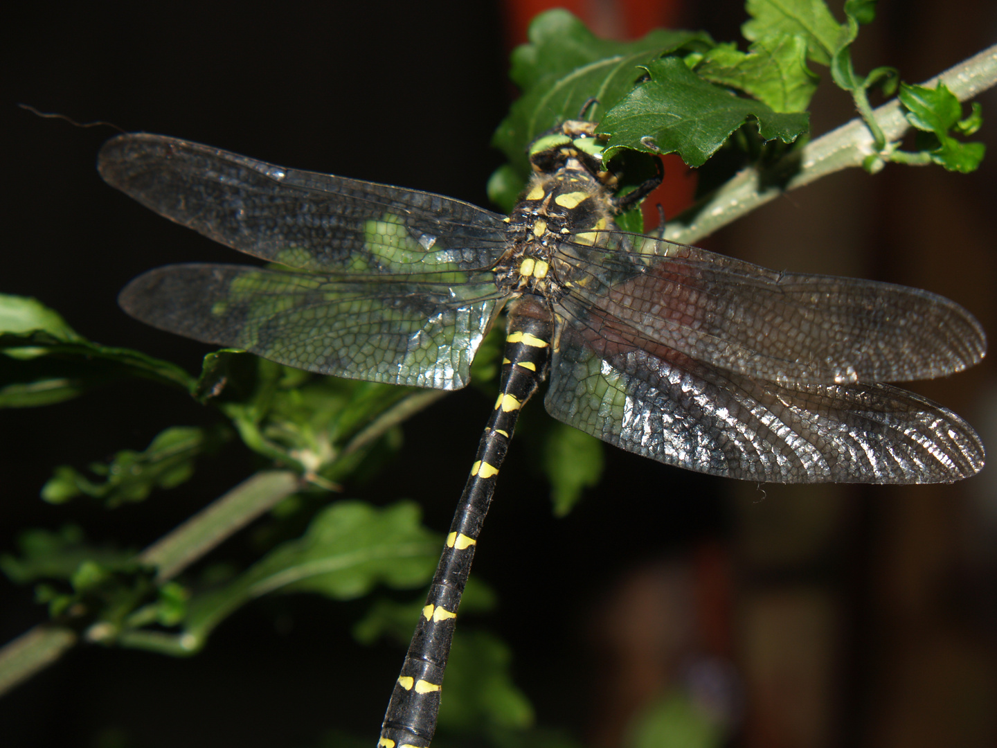 Gestreifte Quelljungfer (Cordulegaster bidentata)