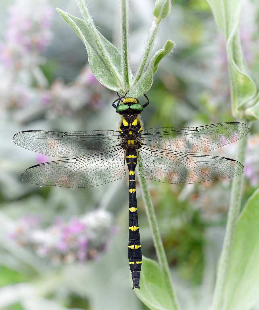 Gestreifte Quelljungfer (Cordulegaster bidentata)