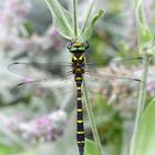 Gestreifte Quelljungfer (Cordulegaster bidentata)