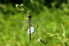 Gestreifte Quelljungfer (Cordulegaster bidentata.