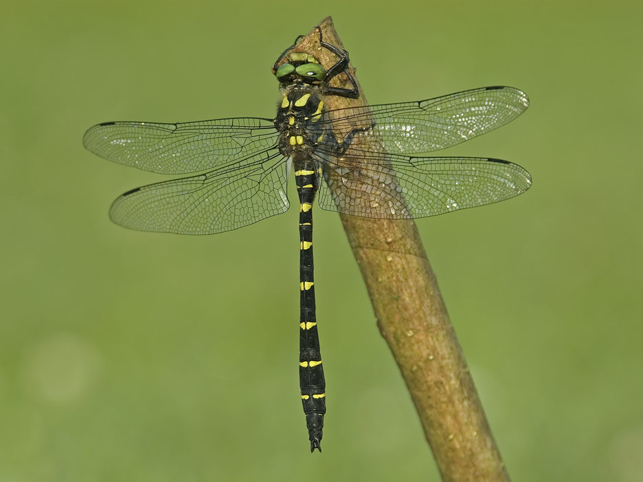 Gestreifte Quelljungfer (Cordulegaster bidentata): die "Waldlibelle"...