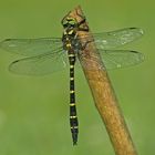 Gestreifte Quelljungfer (Cordulegaster bidentata): die "Waldlibelle"...