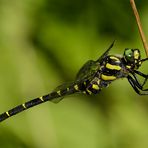 Gestreifte Quelljungfer