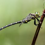 gestreifte quelljungfer m.