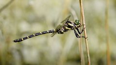 gestreifte quelljungfer m.