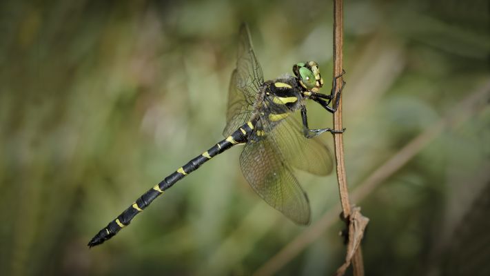 gestreifte quelljungfer m.
