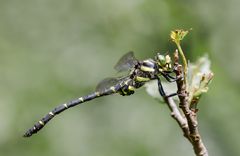 gestreifte quelljungfer m.