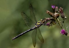 gestreifte quelljungfer w.