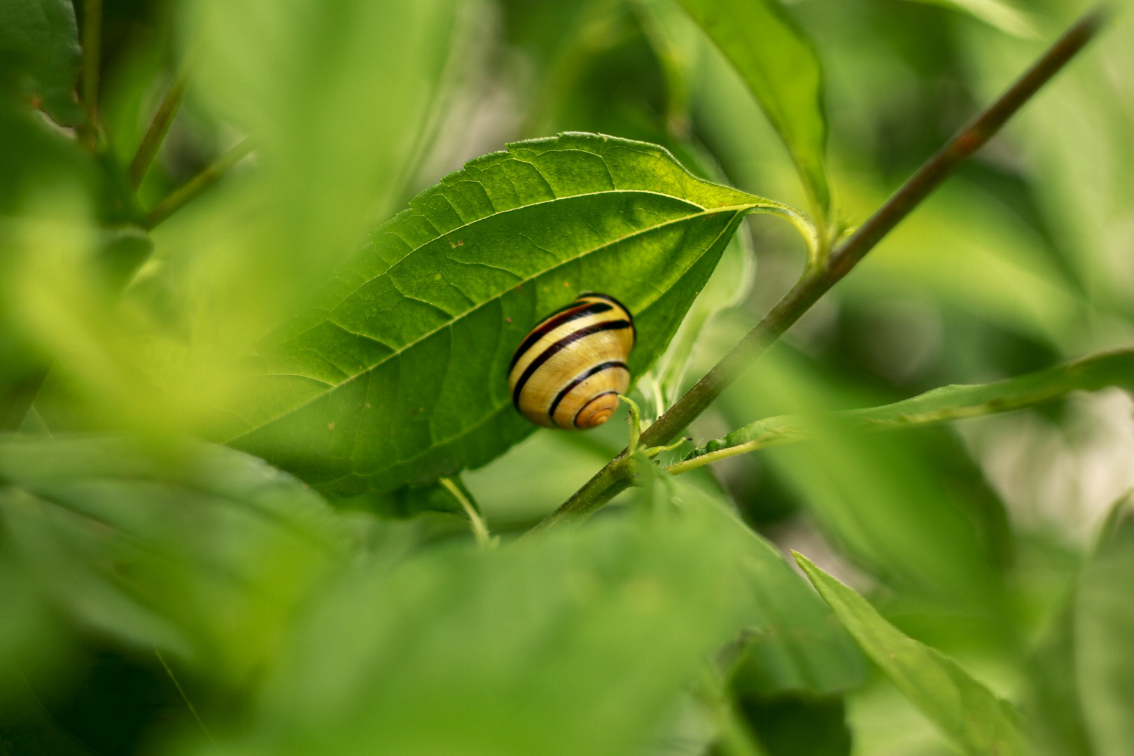 Gestreifte Schnecke