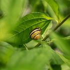 Gestreifte Schnecke