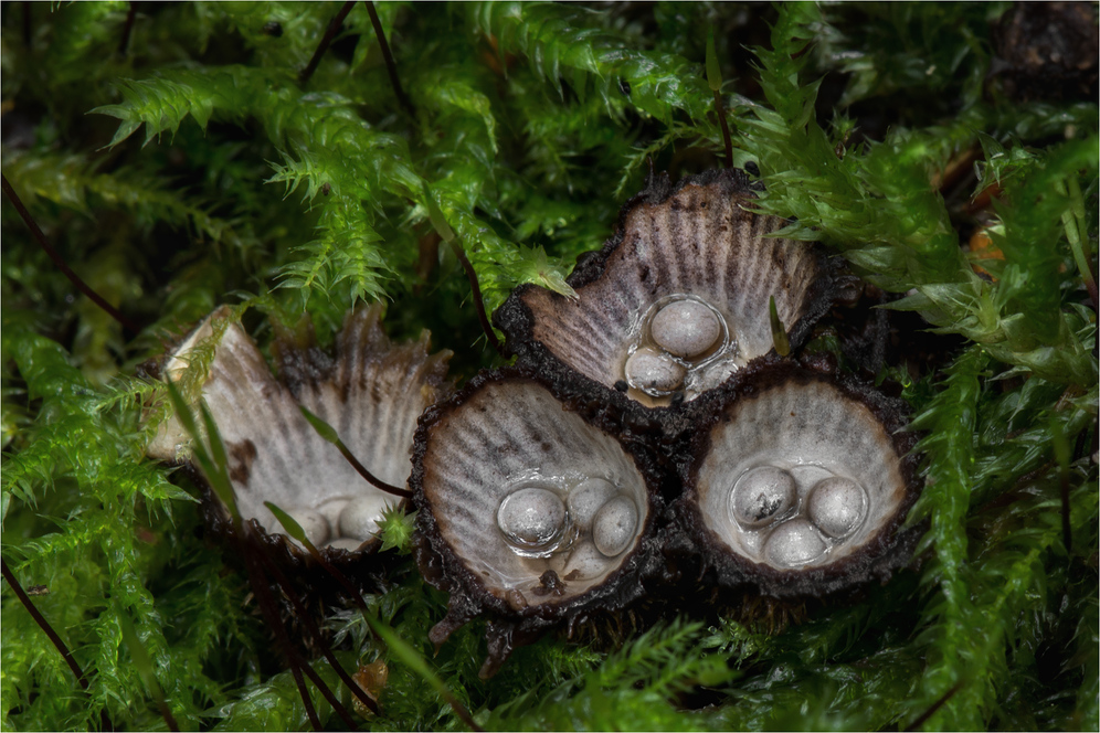 Gestreifte Teuerlinge (Cyathus striatus)