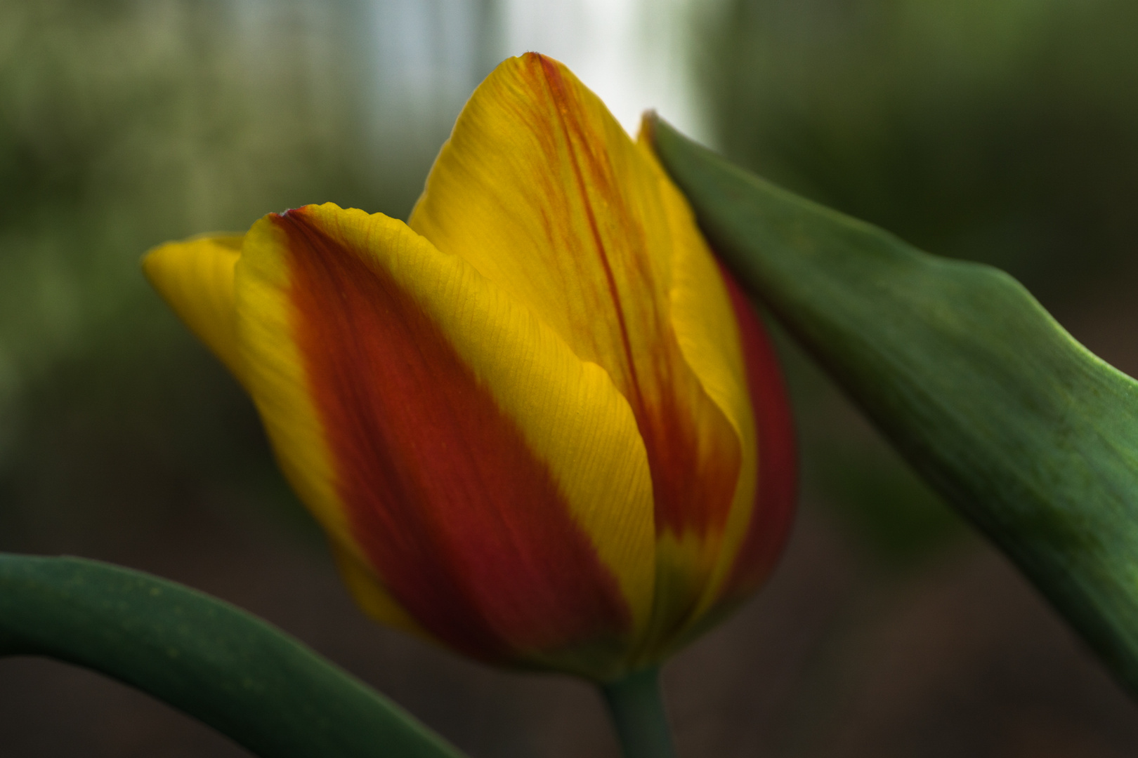 gestreifte Tulpenblüte