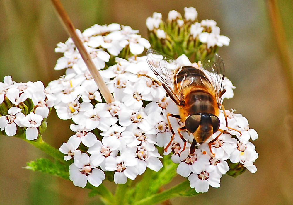 gestreifte Waldschwebfliege