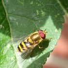 Gestreifte Waldschwebfliege I