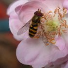 Gestreifte Waldschwebfliege II