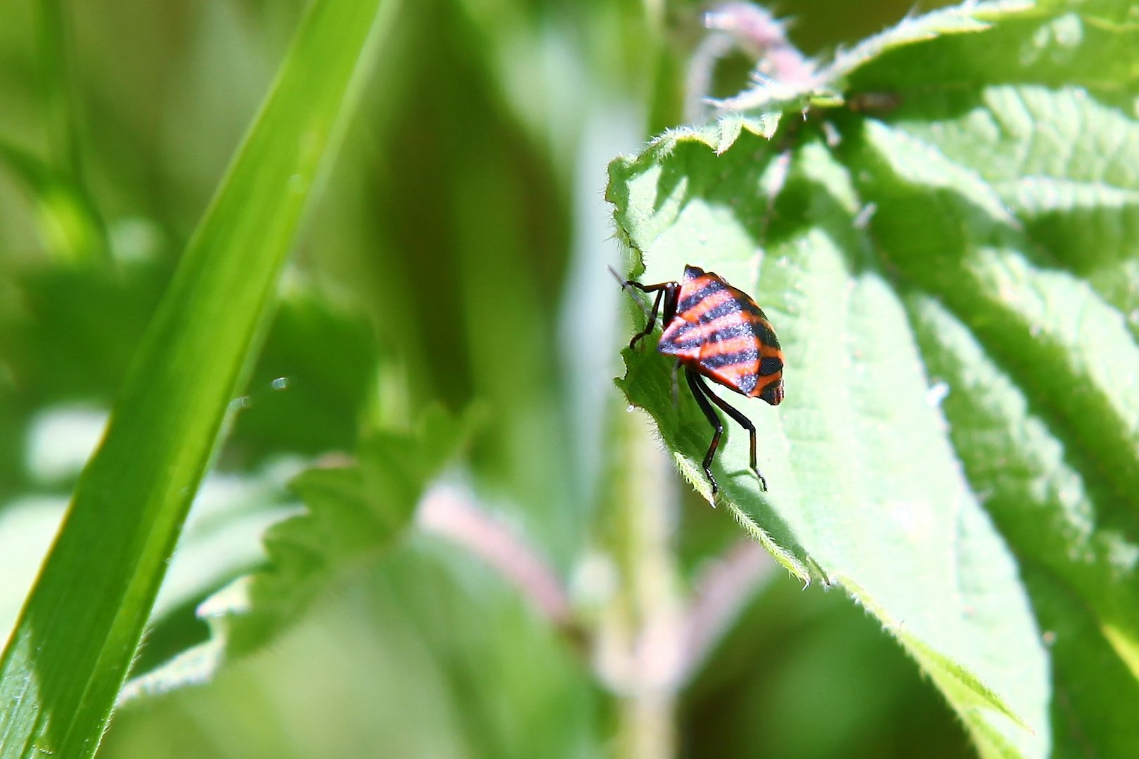 gestreifte Wanze (Graphosoma lineatum)