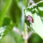 gestreifte Wanze (Graphosoma lineatum)