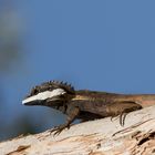 Gestreifte Wasseragame ( Papua Wasserdrachen)