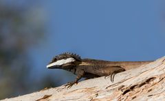 Gestreifte Wasseragame ( Papua Wasserdrachen)