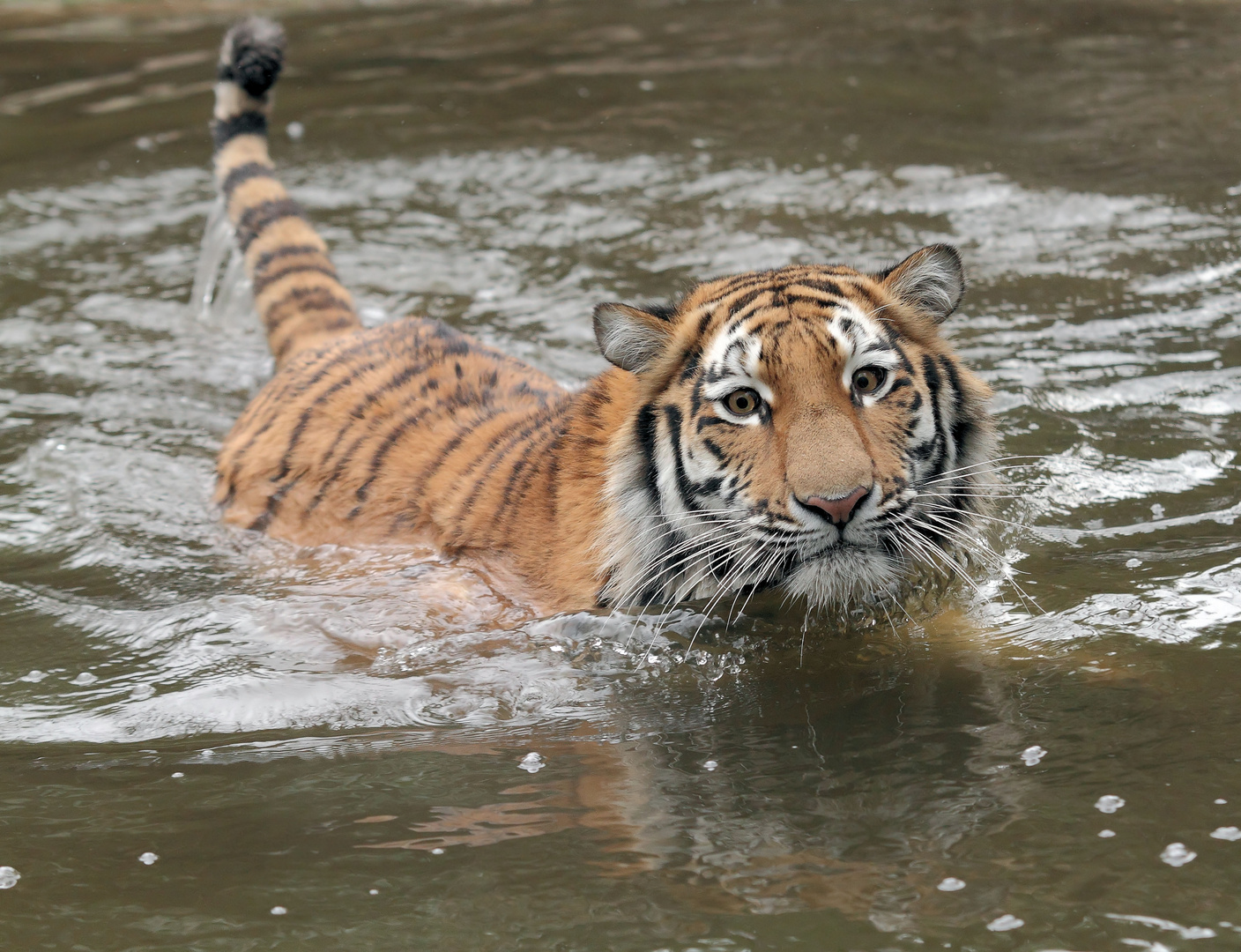 gestreifte Wasserratte