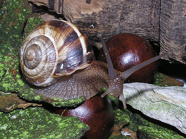 Gestreifte Weinbergschnecke (Helix lucorum)