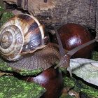 Gestreifte Weinbergschnecke (Helix lucorum)