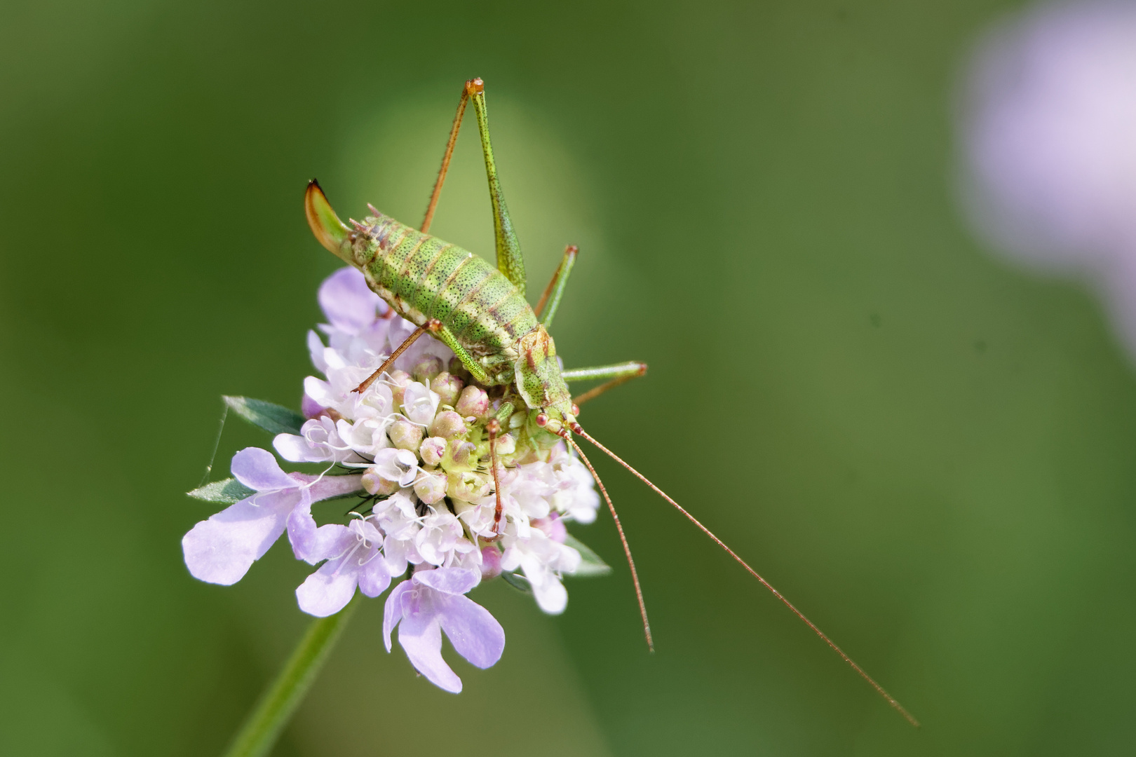 Gestreifte Zartschrecke (Leptophyes albovittata)