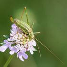 Gestreifte Zartschrecke (Leptophyes albovittata)