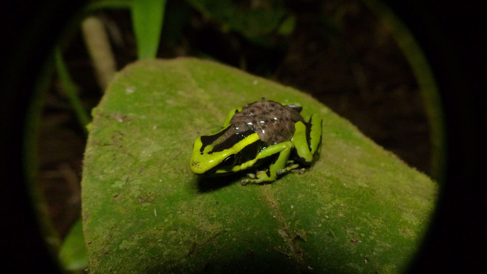 Gestreiften Pfeilgiftfrosch/Phyllobates vittatus