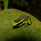 Gestreiften Pfeilgiftfrosch/Phyllobates vittatus