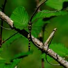 Gestreiften Quelljungfer (lat./wiss.: Cordulegaster bidentata(Libelle mit goldenen Ringen.