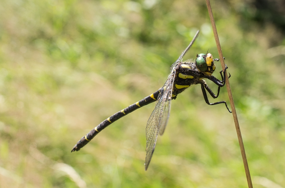 gestreifte_quelljungfer1