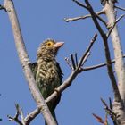 Gestreifter Bartvogel