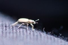 Gestreifter Blattrandkäfer