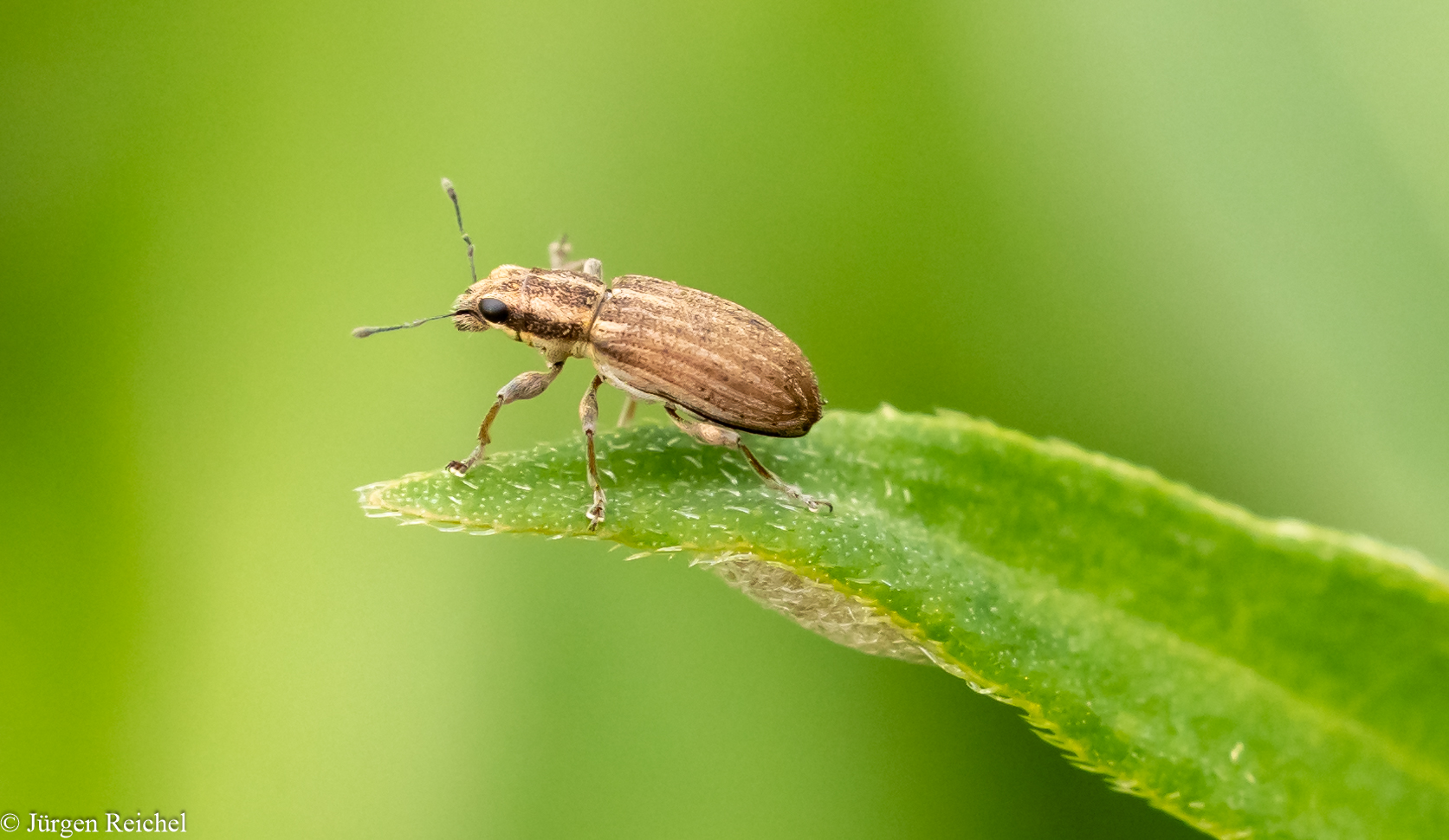 Gestreifter Blattrandkäfer ( Sitona lineatus ) 