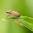 Gestreifter Blattrandkäfer ( Sitona lineatus ) 