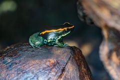 Gestreifter Blattsteiger