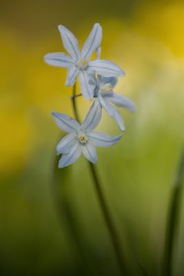 Gestreifter Blaustern.....