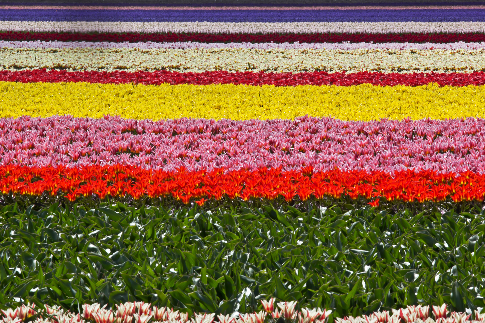 Gestreifter Blütenteppichc beim Keukenhof (NL, Lisse)