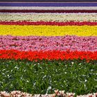 Gestreifter Blütenteppichc beim Keukenhof (NL, Lisse)