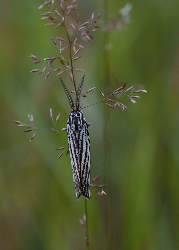 Gestreifter Grasbär (Spiris striata)