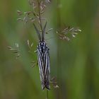 Gestreifter Grasbär (Spiris striata)