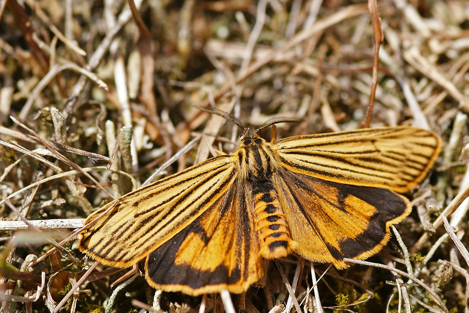 Gestreifter Grasbär (Spiris striata),Männchen.