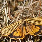 Gestreifter Grasbär (Spiris striata),Männchen.