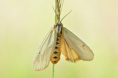 gestreifter Grasbär Weibchen