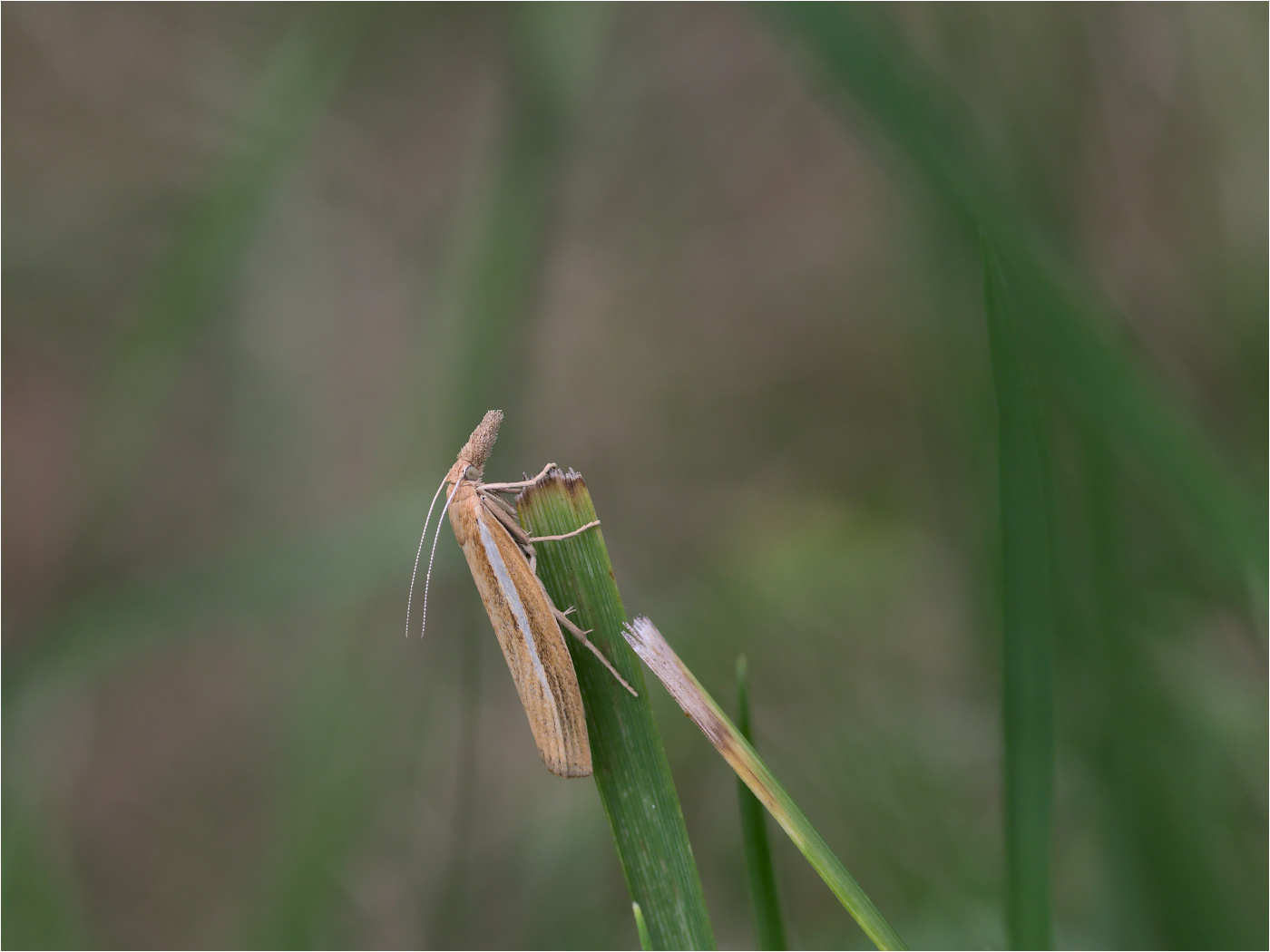 Gestreifter Graszünsler (Agriphila tristella)