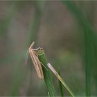 Gestreifter Graszünsler (Agriphila tristella)