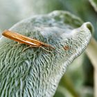 Gestreifter Graszünsler (Agriphila tristella)