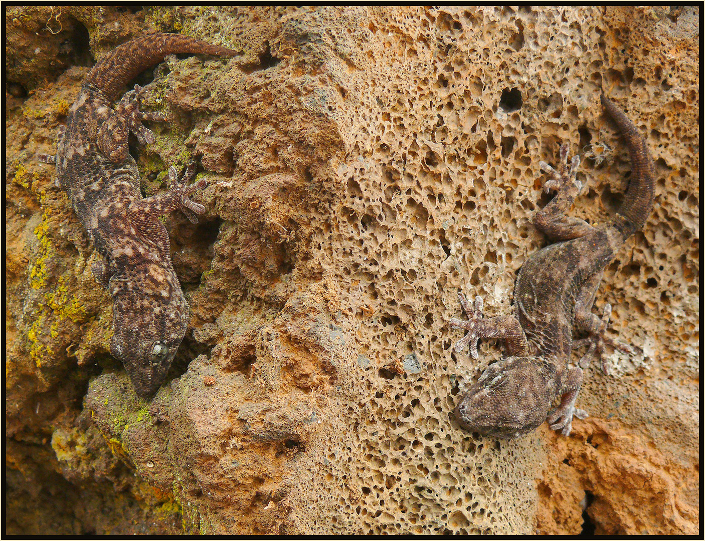 Gestreifter Kanarengecko (Tarentola boettgeri)